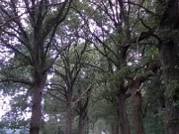 MddW 20140628 1246  Kopfsteinpflaster...