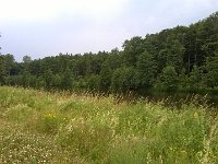 MddW 20140628 1634  Natur am Fluß